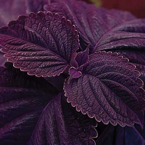 Deep Purple Coleus Plant Seeds for Planting - 100 pcs