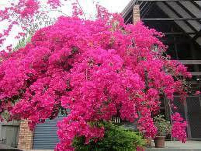 Thick Pink Bougainvillea Flower Seeds 100 pcs