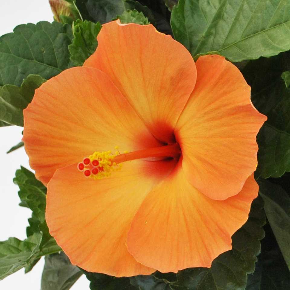 Orange Hibiscus Rosa-Sinensis Flower Seeds for Planting - 100 pcs