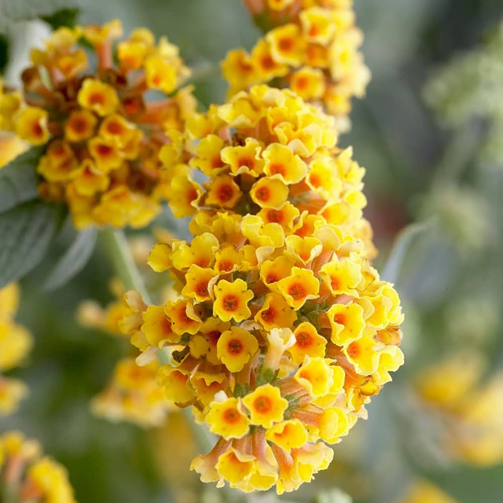 Heirloom Non-GMO Buddleia Flower Seeds for Garden Planting – Butterfly-Attracting Fragrant Blooms