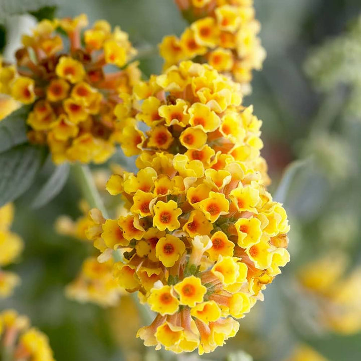 Heirloom Non-GMO Buddleia Flower Seeds for Garden Planting – Butterfly-Attracting Fragrant Blooms