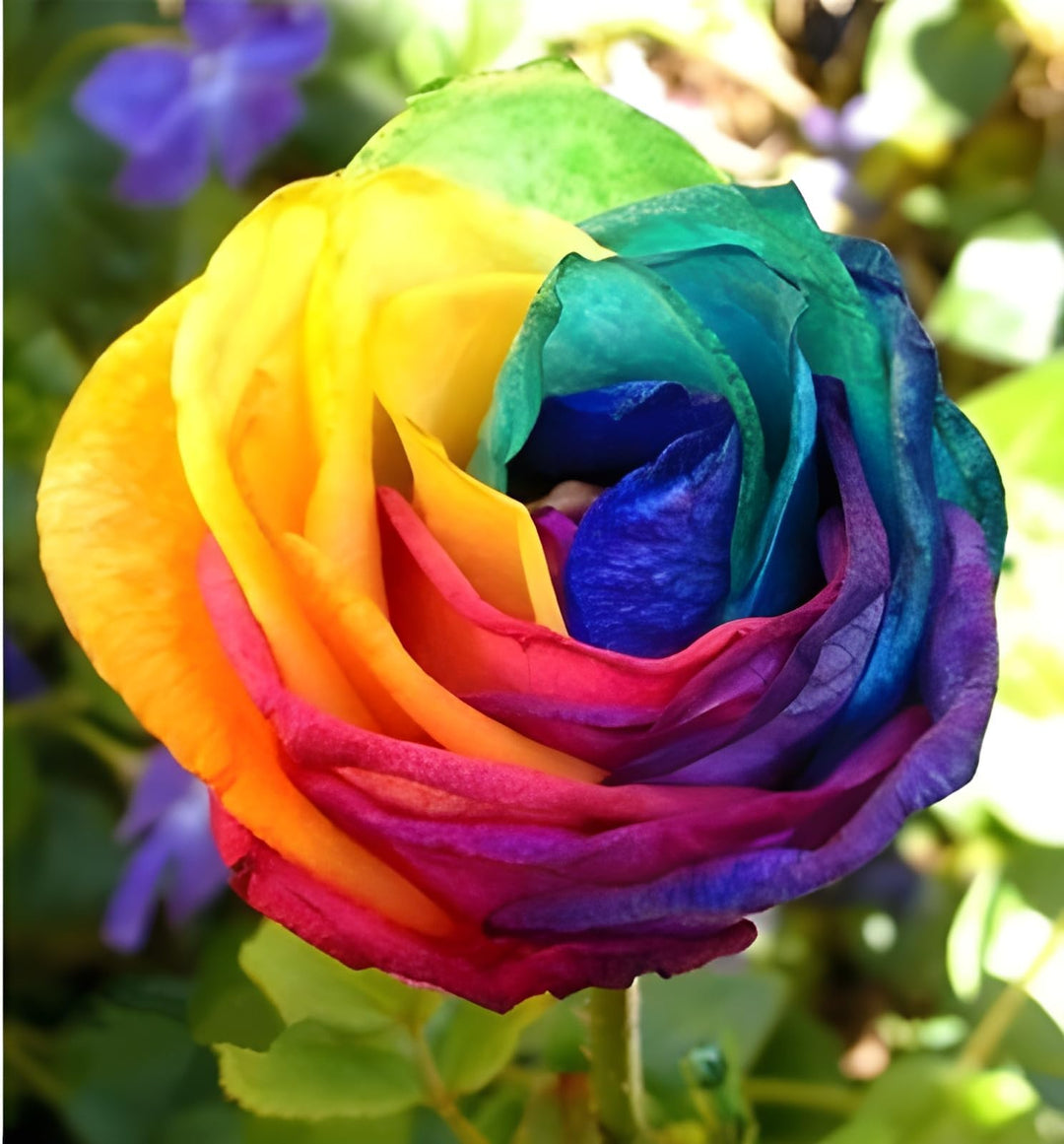 Sjælden Holland Rainbow Rose Blomsterfrø til udplantning - 100 stk