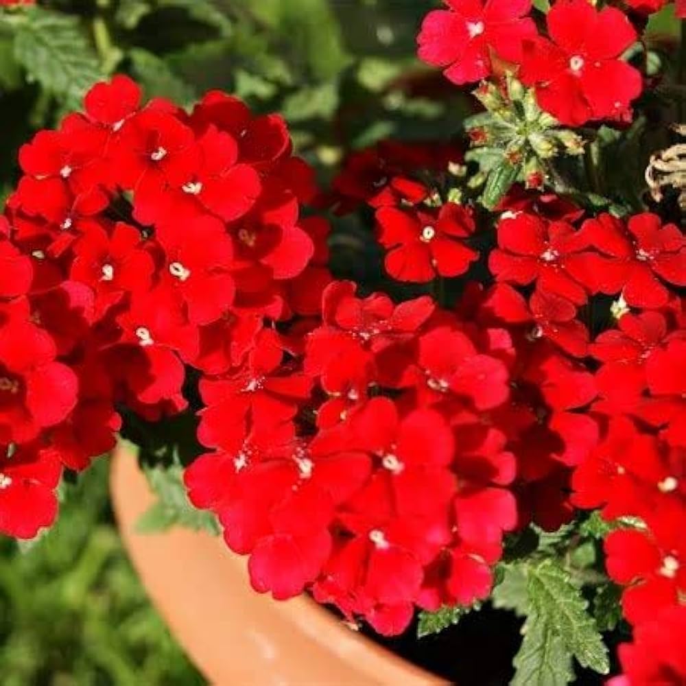 Heirloom Non-GMO Verbena Flower Seeds for Garden Planting – Colorful Blooms