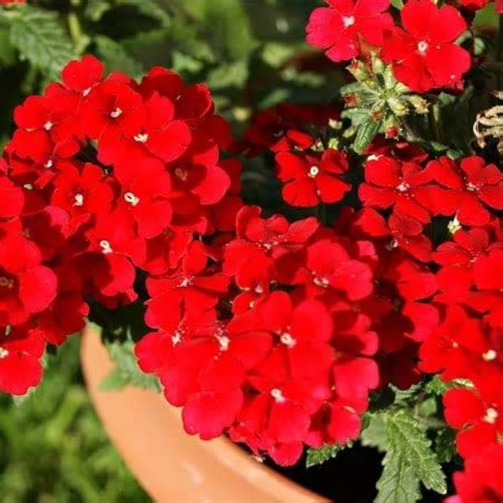 Heirloom Non-GMO Verbena Flower Seeds for Garden Planting – Colorful Blooms