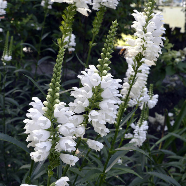 Hvide Physostegia blomsterfrø til udplantning - 100 stk