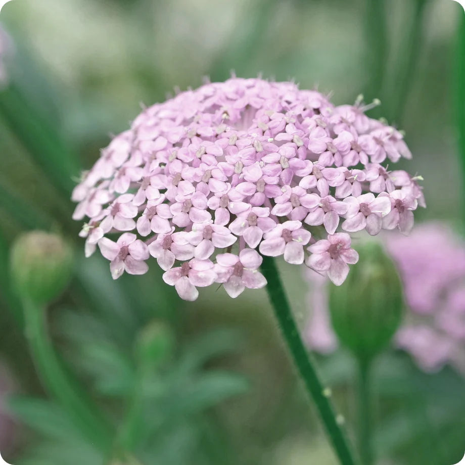 Pink Lace Flower Seeds for Planting - 100 pcs