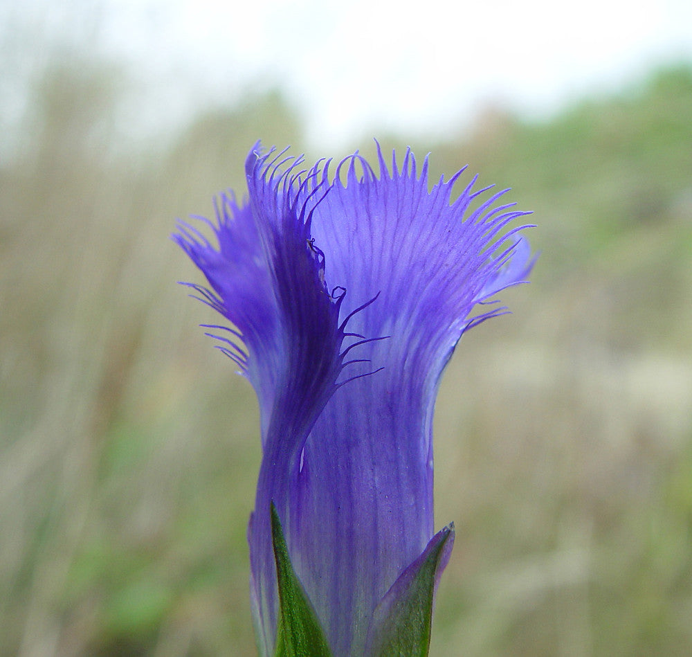 Blue Gentian Fringed Flower Seeds for Planting - 100 pcs