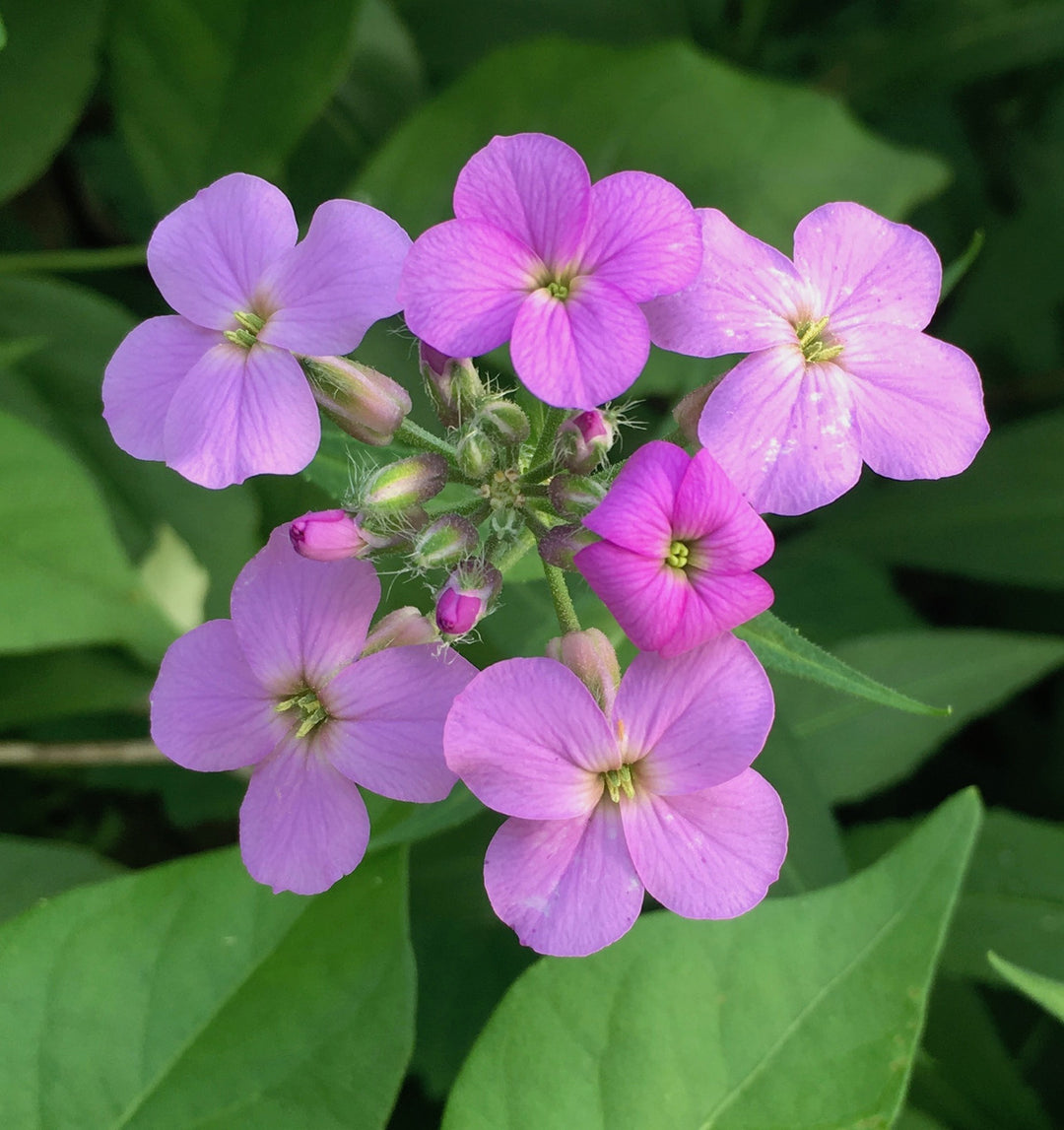 flower rocket seed disc Dame's Rocket Violet Flower Seeds – Organic, Heirloom, Non-GMO Seeds f – Neeraseeds
