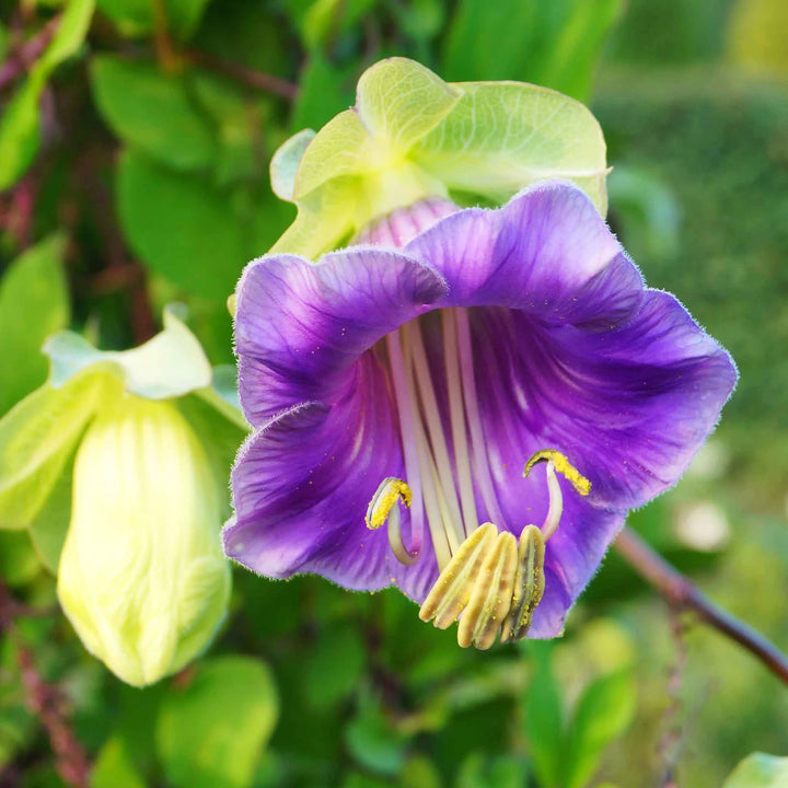 Heirloom Cup and Saucer Flower Seeds, Non-GMO Bell-Shaped Blooms for Cottage Garden Planting