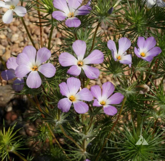 Lavender Linanthus Flower Seeds for Planting 100 pcs