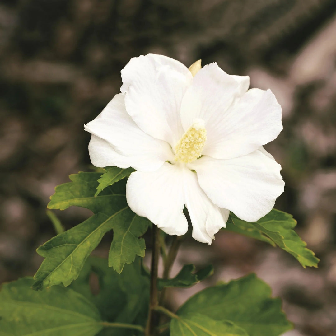 White Sharon Rose Flower Seeds for Planting 100 pcs