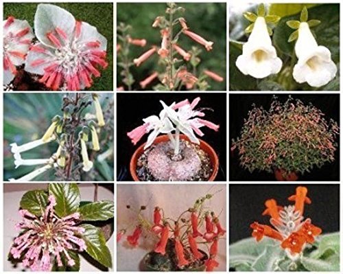 Mixed Caudex Plant Seeds for Planting - 100 pcs