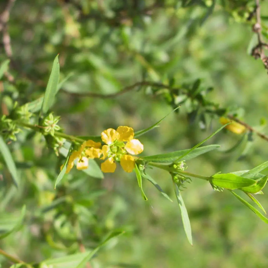 Gule Heimia blomsterfrø til plantning, lyse blomster, 100 stk