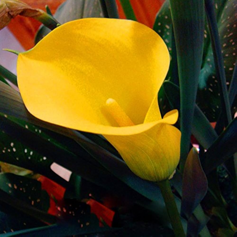 Gule Calla Blomsterfrø til udplantning - 100 stk