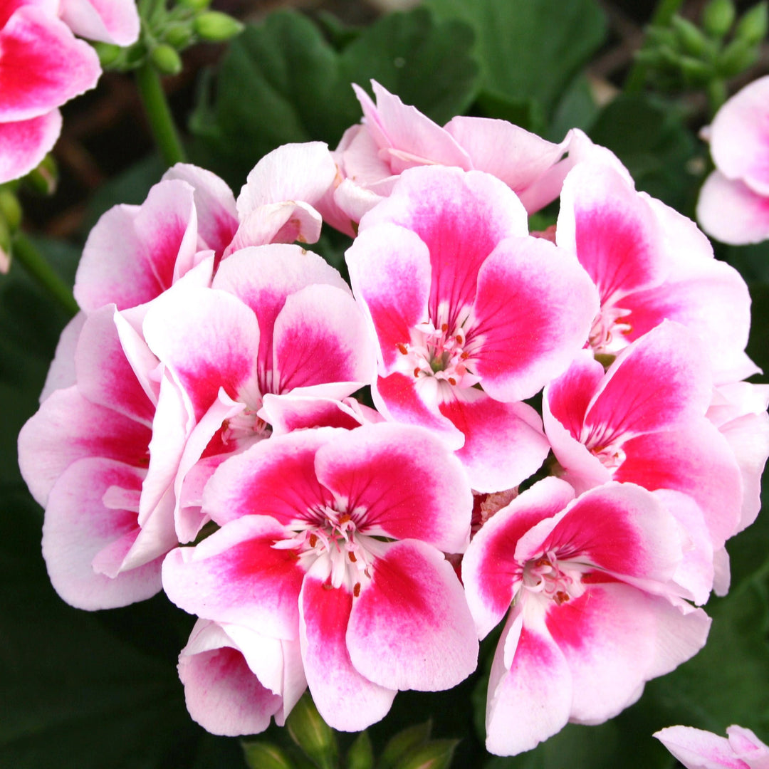 Heirloom Non-GMO Geranium Pelargonium Flower Seeds for Planting – Vibrant Colorful Garden Blooms