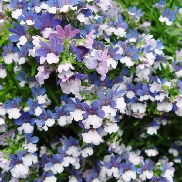 Blue White Nemesia Flower Seeds – Heirloom Non-GMO Blooms for Colorful Garden