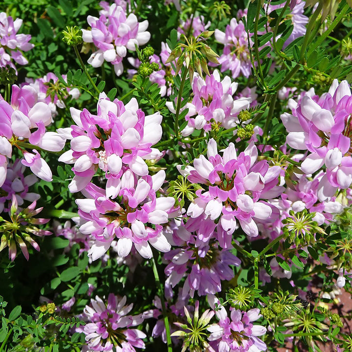 Heirloom Non-GMO Violet Crown Vetch Flower Seeds for Ground Cover and Pollinator Garden Planting