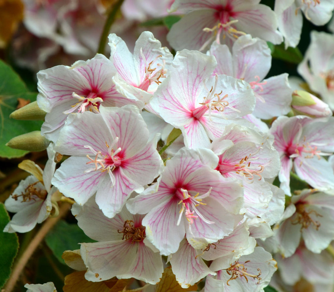 Dombeya Burgessiae Blomsterfrø til udplantning, 100 stk