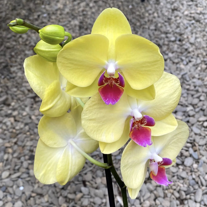 yellow pink flower seeds