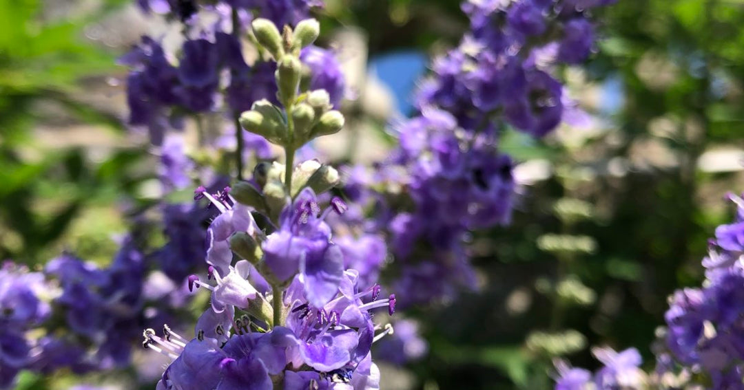 Lilla Angus Castus blomsterfrø til plantning - 100 stk