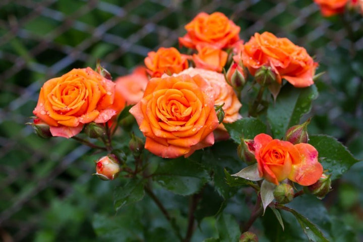 Orange Promise Rose Blomsterfrø til udplantning - 100 stk