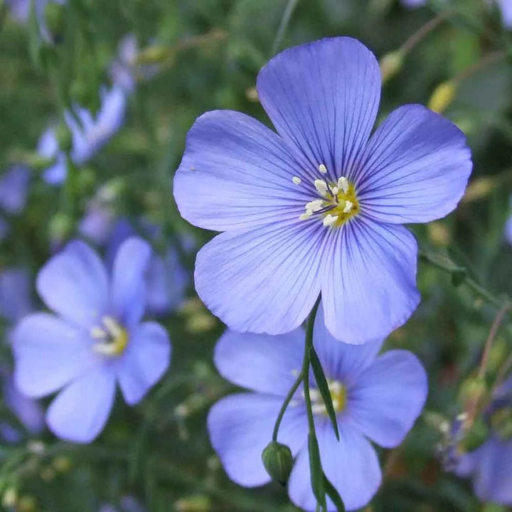 Heirloom Linum Flower Seeds, Non-GMO Flax Blooms for Pollinator-Friendly Garden Planting