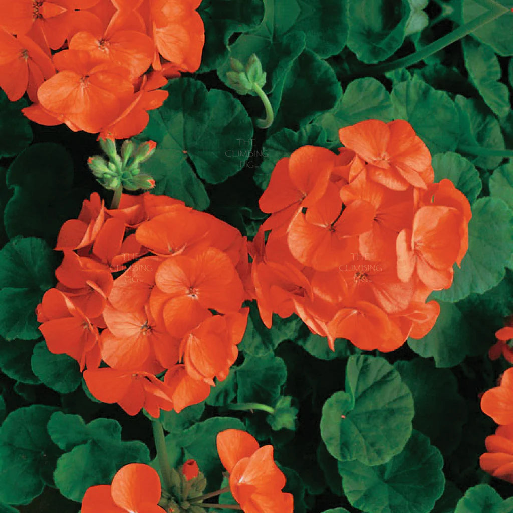Orange Pelargonium Flower Seeds for Planting – Heirloom, Non-GMO, Vibrant Garden Blooms