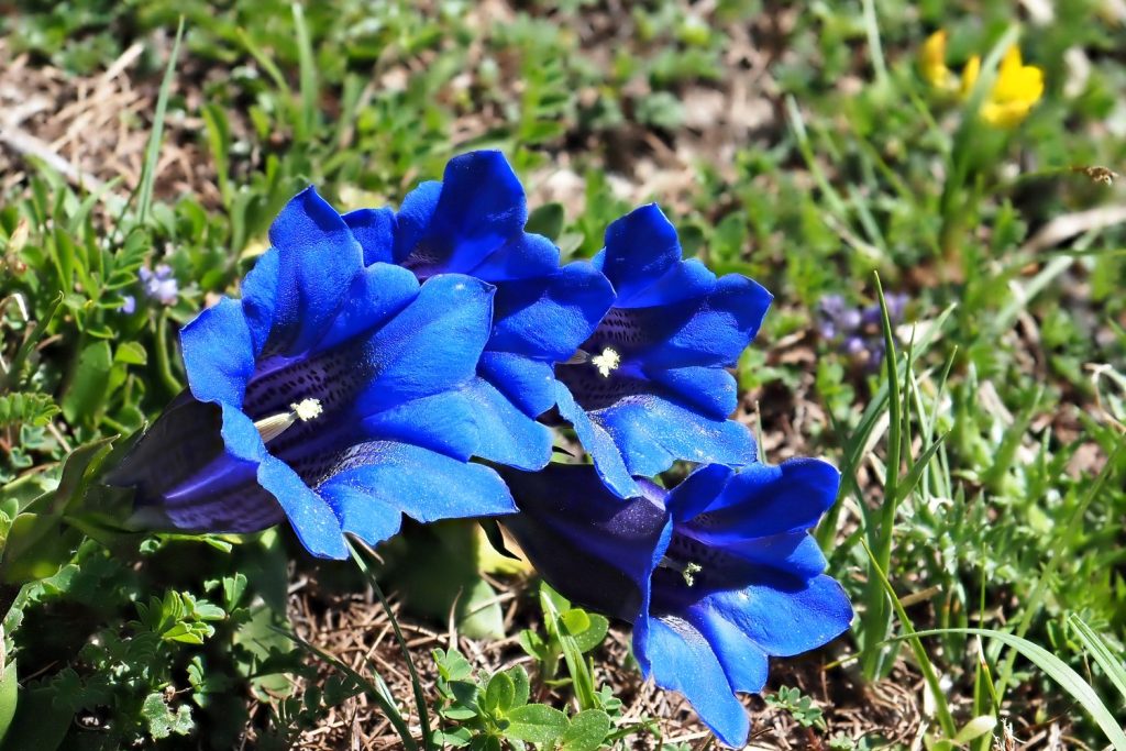 Ensian blomsterfrø til plantning - 100 stk