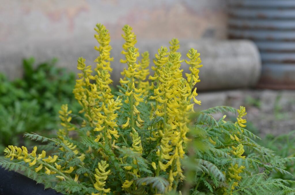 Gule Corydalis Manchu blomsterfrø til udplantning - 100 stk