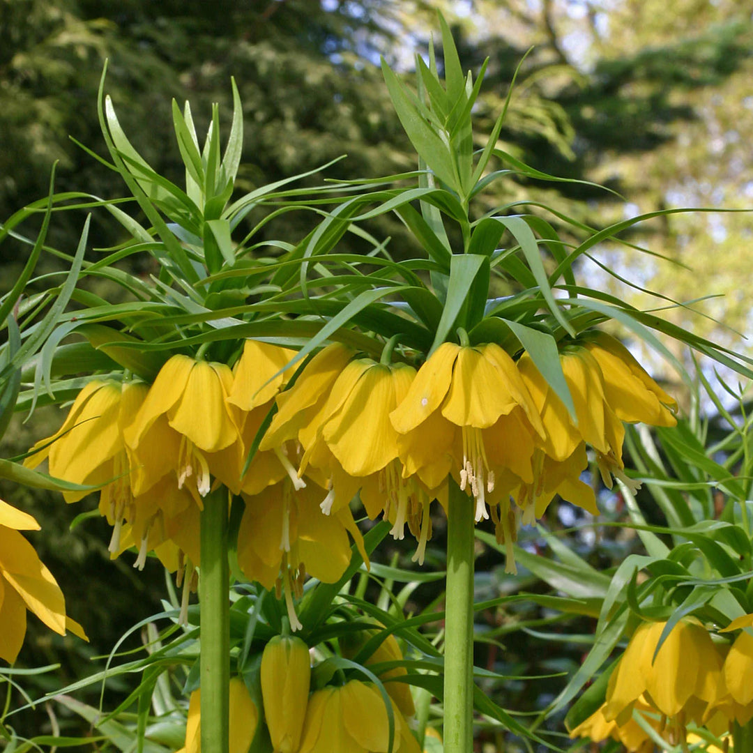 Yellow Fritillaria Imperialis Flower Seeds for Planting Spring Blooms 100 pcs