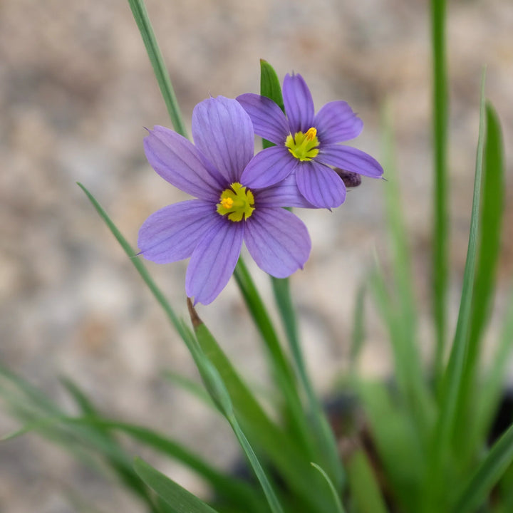 Sisyrinchium Flower Seeds – Heirloom, Non-GMO, Blue-Eyed Grass Blooms for Garden Planting