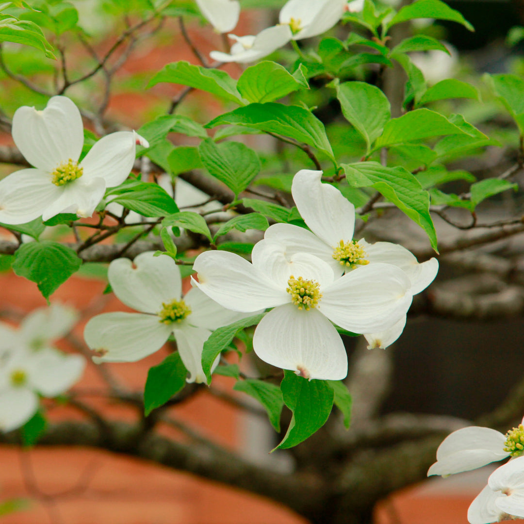 Heirloom Non-GMO Cornus Flower Seeds for Planting – High Germination Organic Dogwood Garden Seeds