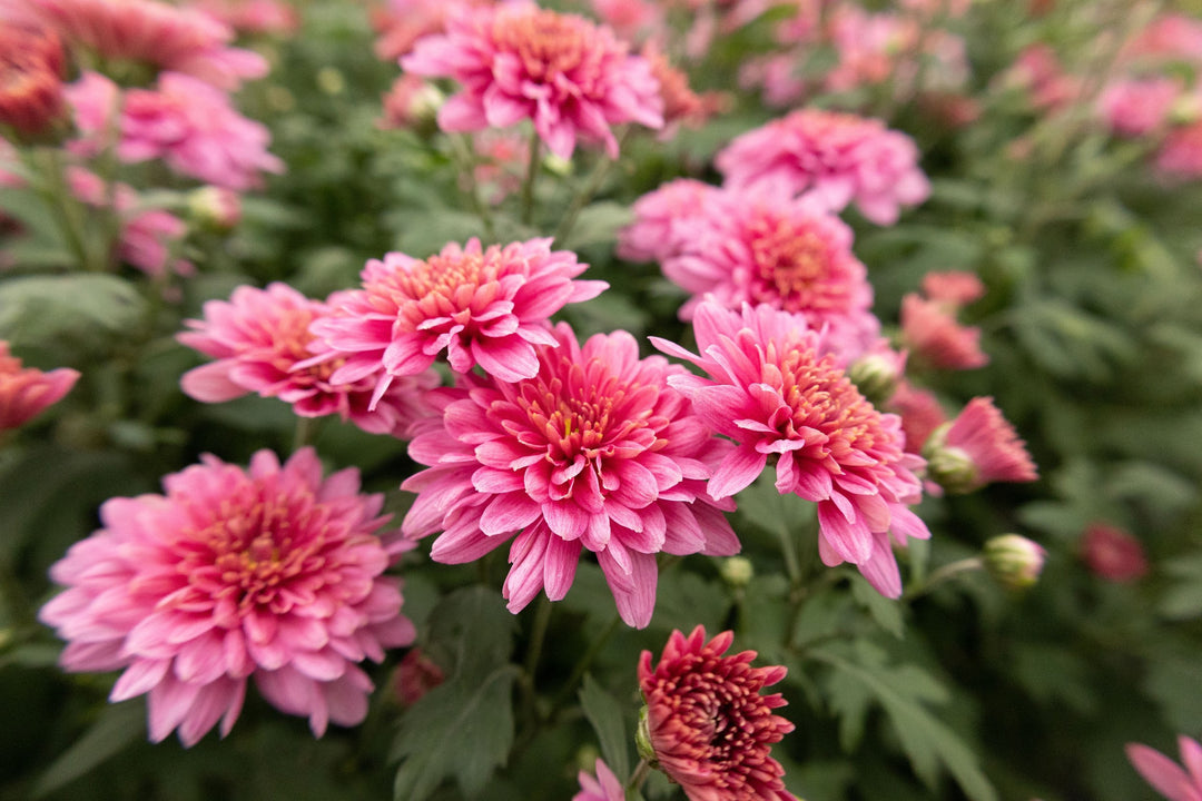 Light Pink Green Chrysanthemum Flower Seeds for Planting, 100 pcs