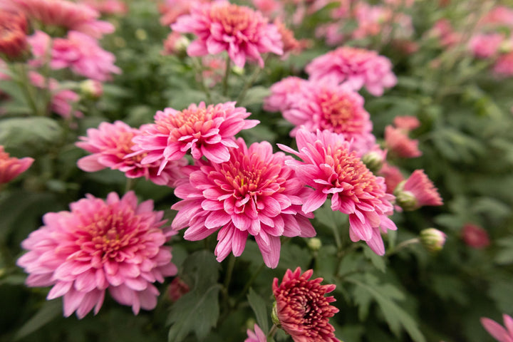 Lyserød Grønne Krysantemum Blomsterfrø til udplantning, 100 stk