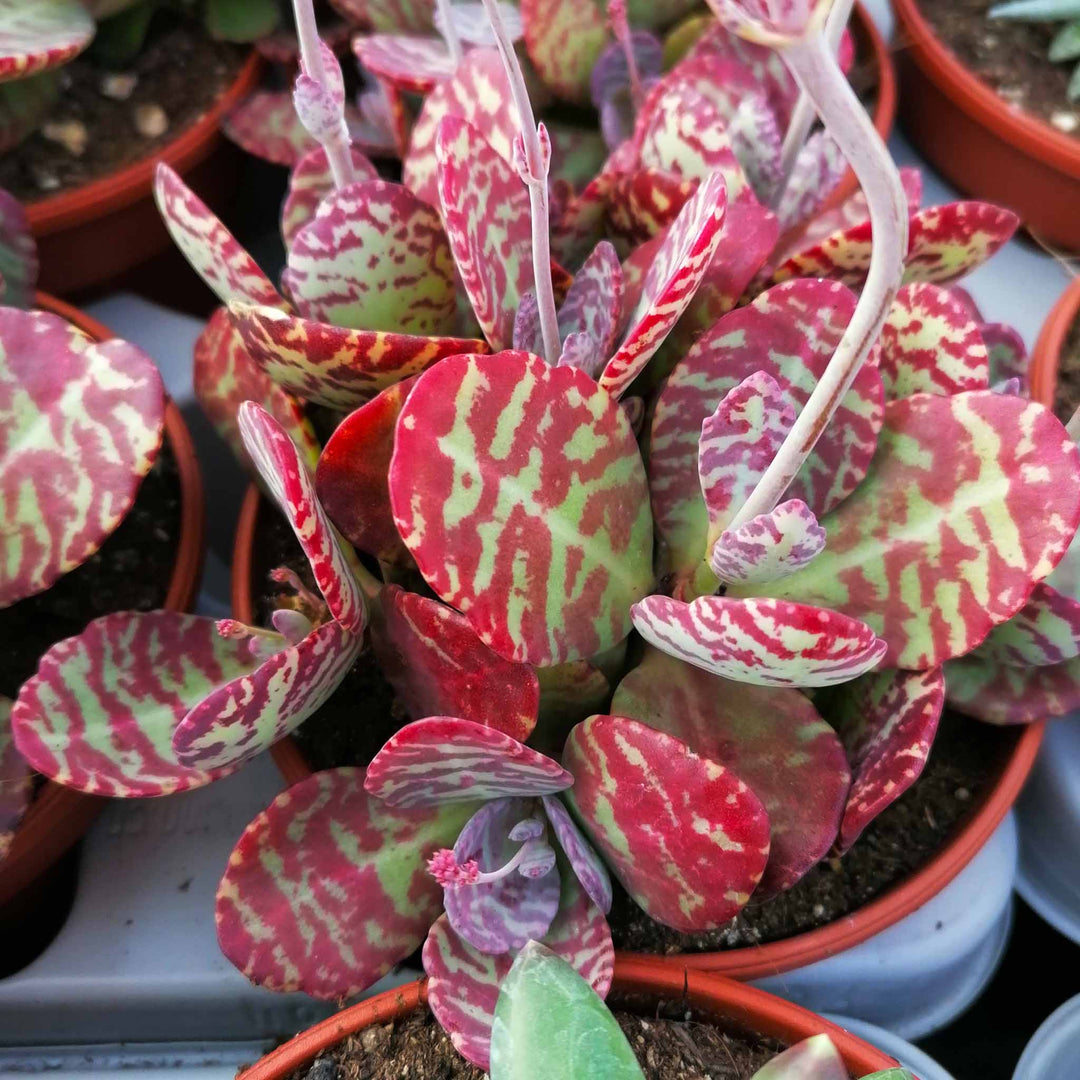 decorative plant seeds Kalanchoe Humilis Plant Seeds – Heirloom Non-GMO Succulent Seeds for Decorative Garden Pots