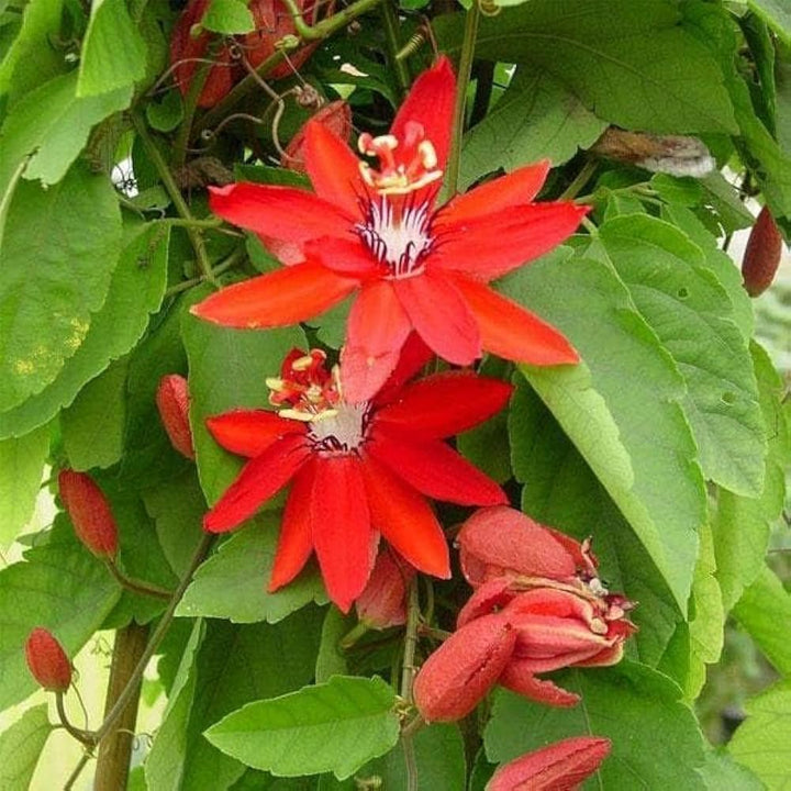 Passiflora Coccinea Flower Seeds – Heirloom Non-GMO Seeds for Planting | High Germination Organic Garden Seeds