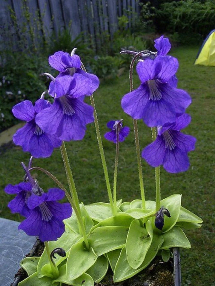 Heirloom Non-GMO Blue Butterwort Flower Seeds for Garden Planting – Carnivorous Blooms Variety