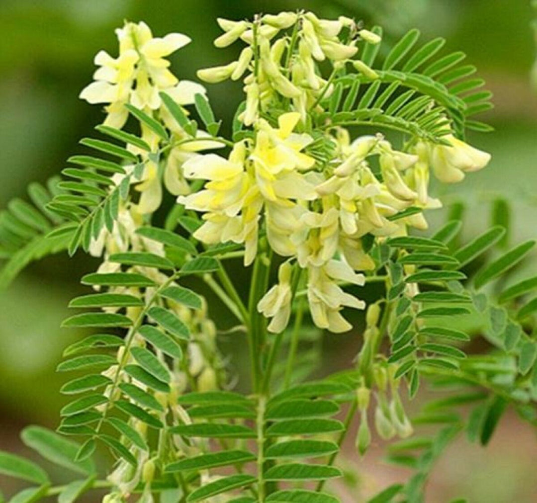 Gul Astragalus plantefrø til udplantning - 100 stk