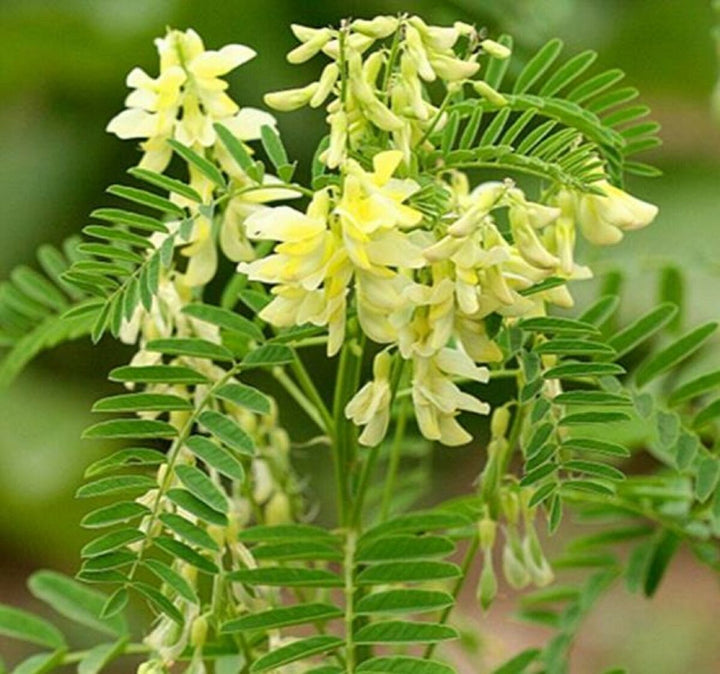 Yellow Astragalus Plant Seeds for Planting - 100 pcs