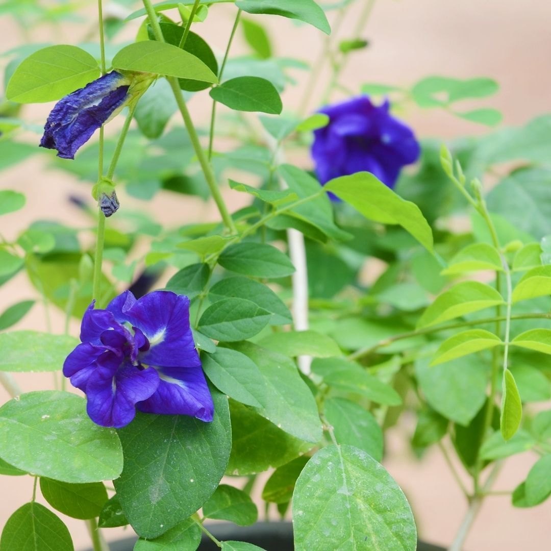 Fresh Clitoria Flower Seeds for Planting - 100 pcs