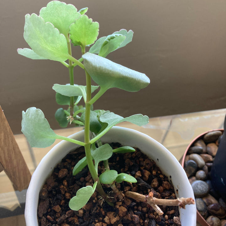 Light Green Kalanchoe Plant Seeds for Planting