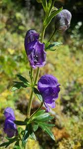 Blå Aconitum Napellus plantefrø til udplantning - 100 stk