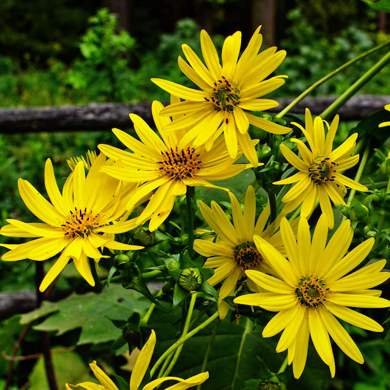 Yellow Silphium Perfoliatum Flower Seeds for Planting - 100 pcs