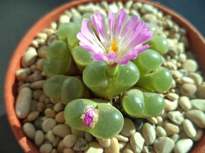 Organic Green Conophytum Ernianum Flower Seeds for Planting – Heirloom, Non-GMO