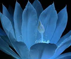 Light Blue Epiphyllum Flower Seeds for Planting, 100 pcs