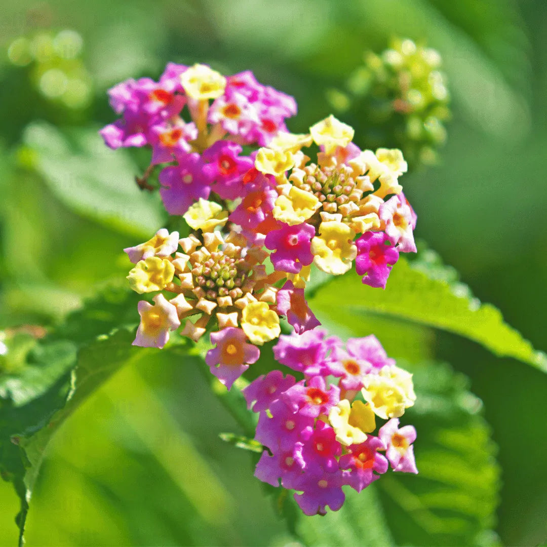 Pink Lantana blomsterfrø til udplantning, 100 stk