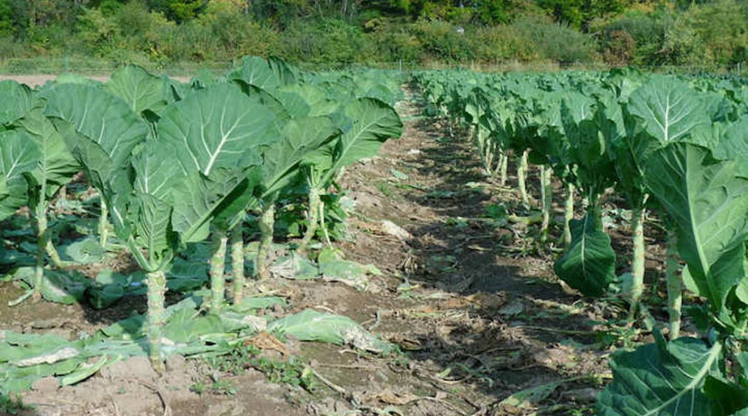 planting collard green seeds Heirloom Collard Greens Seeds – Non-GMO – Neeraseeds
