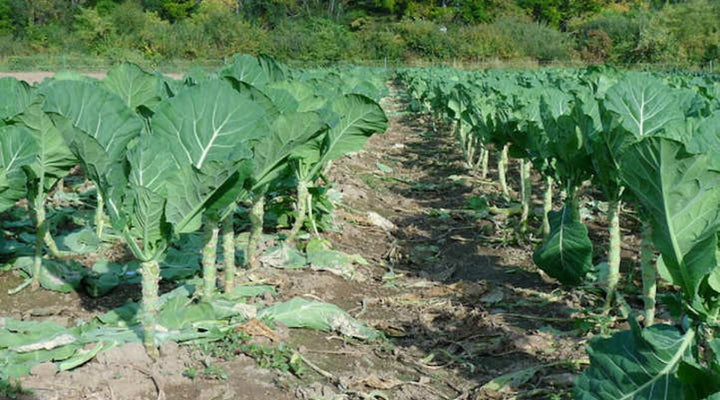 Green Collard Greens Plantefrø til udplantning 100 stk