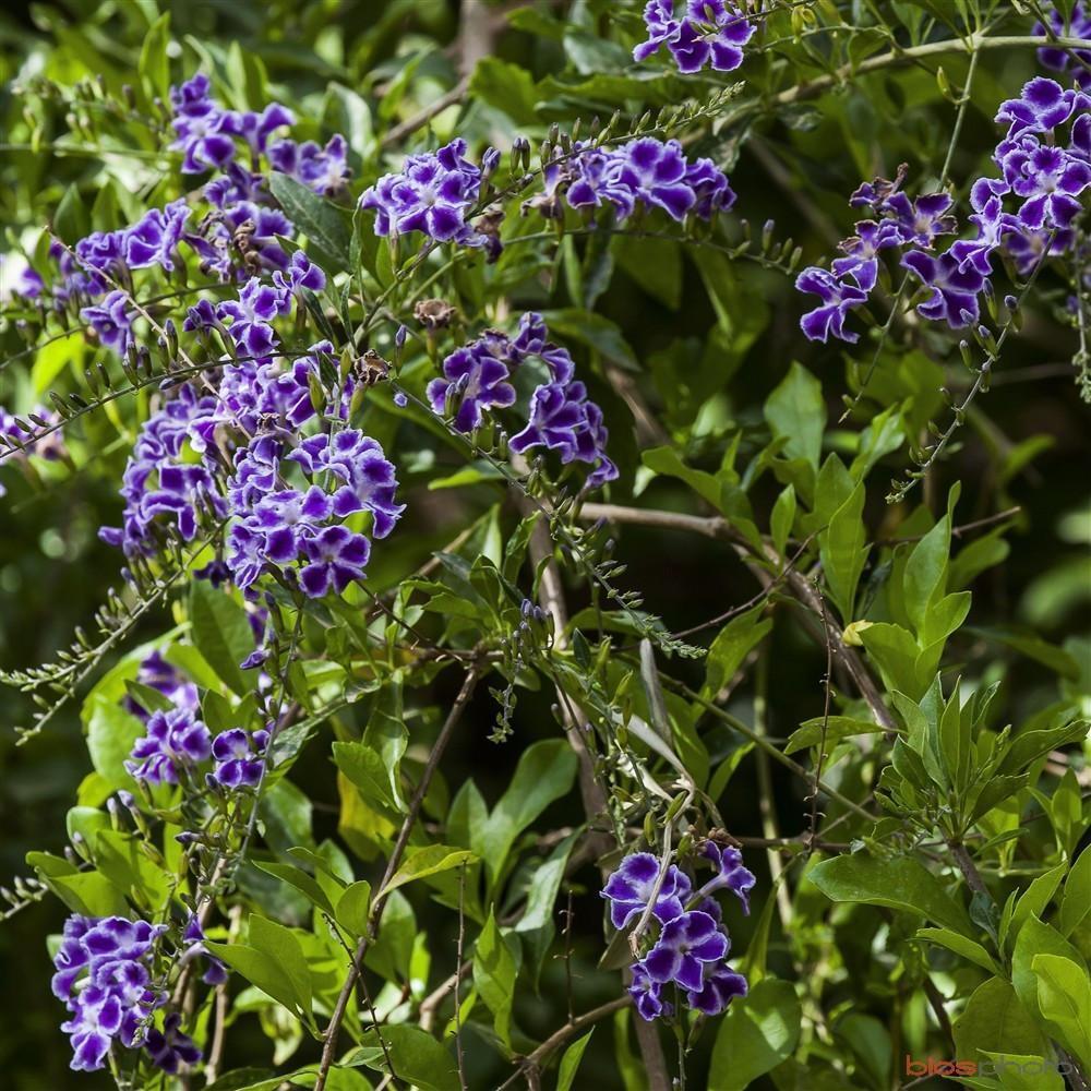 Heirloom Non-GMO Duranta Repens Flower Seeds - Beauty Blooms for Garden Planting