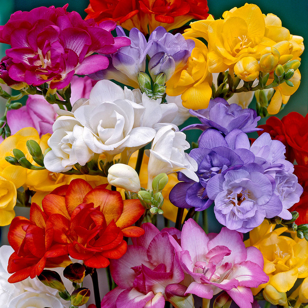 Mixed Freesias Flower Seeds for Planting, 100 pcs